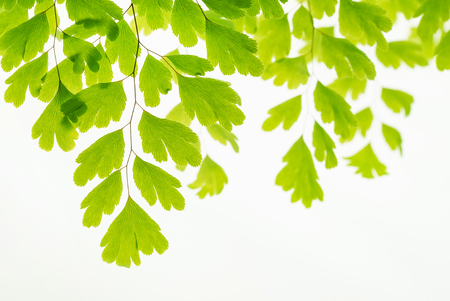 Green leaves on branch isolated on whiteの写真素材