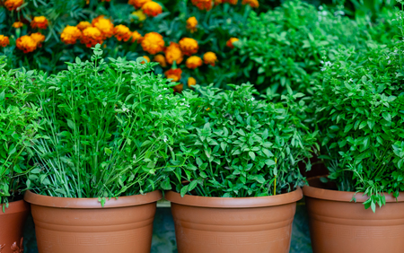 herbs in the potsの写真素材