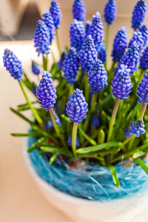 fresh muscari flowers in the potの写真素材