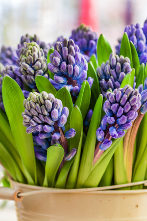 bright hyacinth flowers in the vaseの写真素材