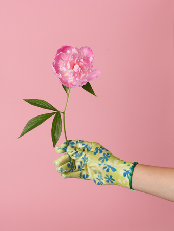 peonies in the handの写真素材