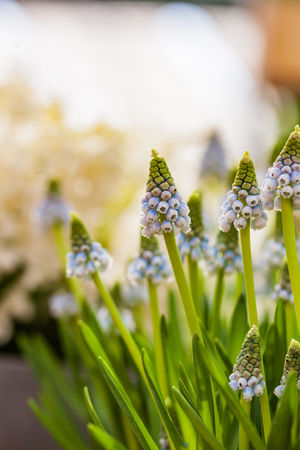 bright muscari flowersの写真素材