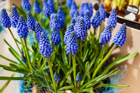 bright muscari flowers in the potの写真素材