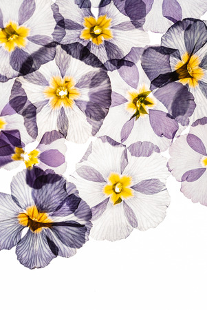 dry primrose flowersの写真素材