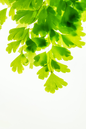 Green leaves on branch isolated on whiteの写真素材