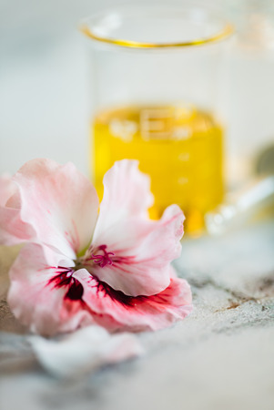 Aloe with Massage Oilの写真素材