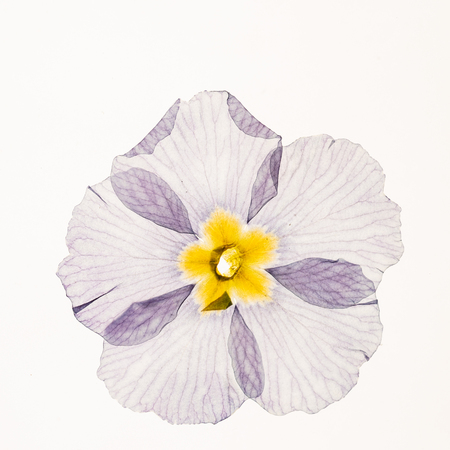 dry primrose flowersの写真素材
