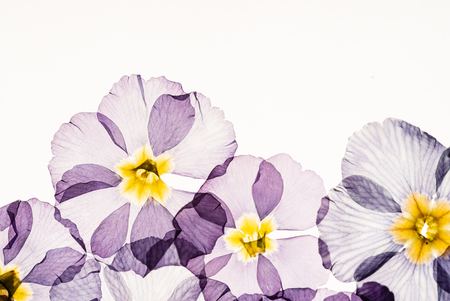 dry primrose flowersの写真素材