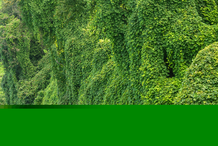 Botanical garden in the Batumi, Georgiaの写真素材