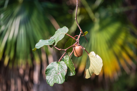 Green kiwis ripen on a tree