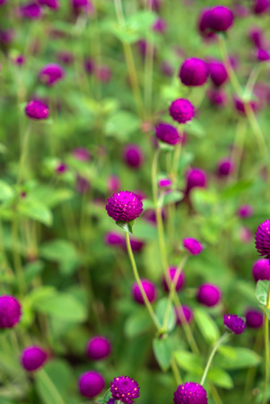 Field of flowering crimson cloversの写真素材
