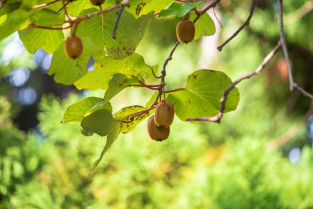 Green kiwis ripen on a tree