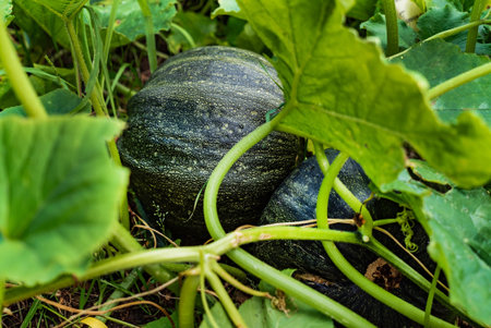 organic pumpkin in the gardenの写真素材