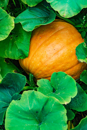 organic pumpkin in the gardenの写真素材