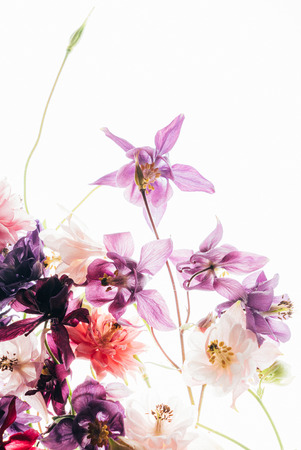 Colorful aquilegia flowers on the whiteの写真素材