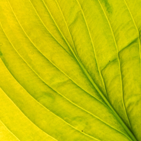 green leaf isolated on teh white