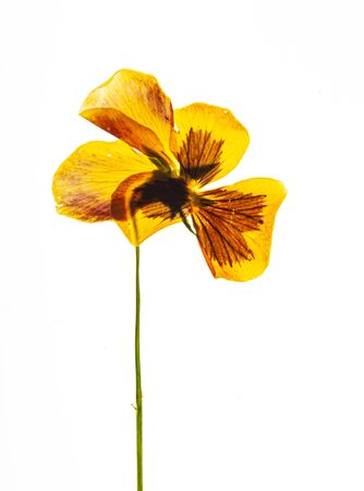dry pansy flower on the white backgroundの写真素材