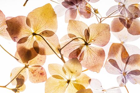 pink hydrangea flowers isolated on the white backgroundの写真素材