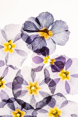 dry primrose flowersの写真素材