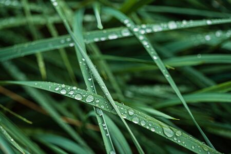 rain drops on the grassの写真素材