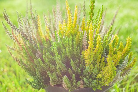 heather plant in the potの写真素材