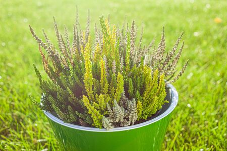 A bunch of freshly cut heather in a pot.の写真素材