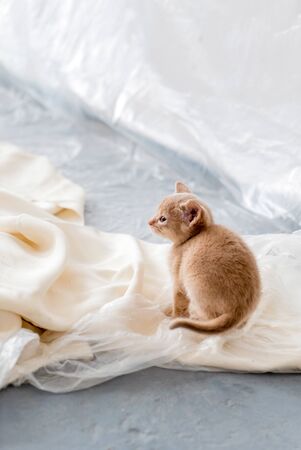 Beautiful brown kitty with white fabricの写真素材