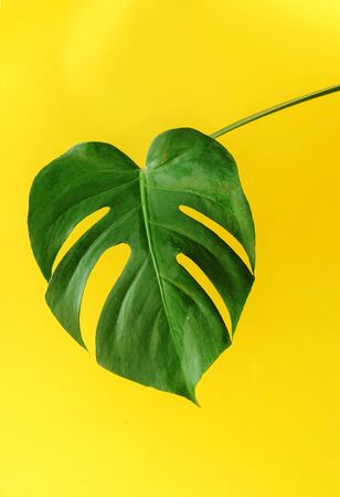 monstera leafの写真素材