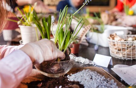 Gardener planting spring flowerの写真素材