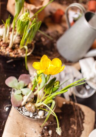 Gardener planting spring flowerの写真素材