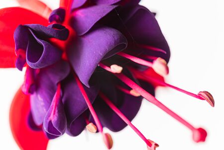 nice fresh flower on the white backgroundの写真素材