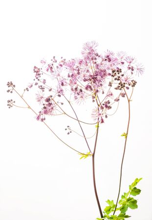 summer flower on the white backgroundの写真素材