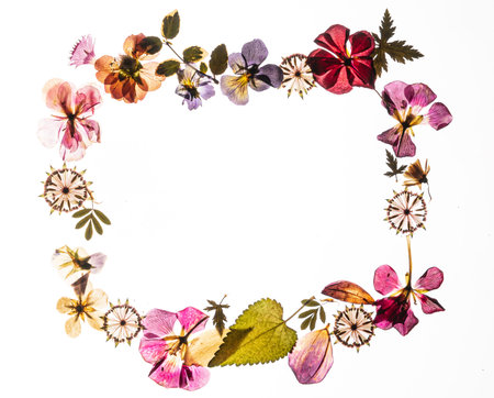 dry flowers on the white background
