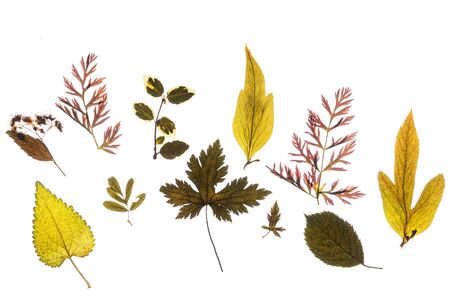 dry leaves on the white backgroundの写真素材