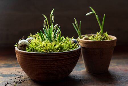 nice spring flowers in the mossの写真素材