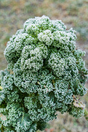 frosted kale cabbage in the gardenの写真素材