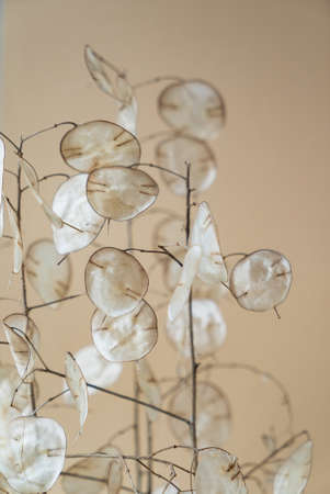 dried lunaria plant in the vaseの写真素材