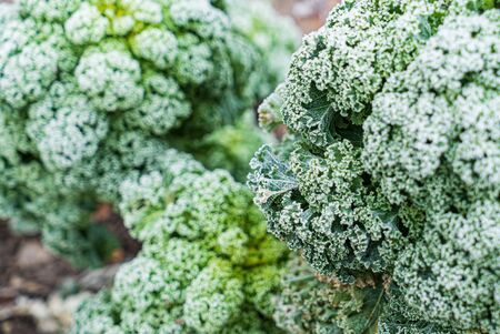 frosted kale cabbage in the gardenの写真素材