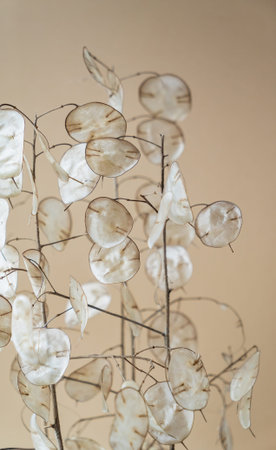 dried lunaria plant in the vase