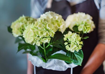 white hydrangea in the boxの写真素材