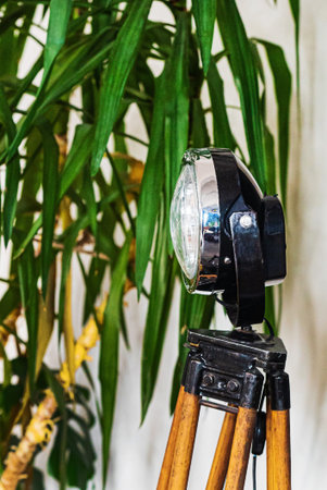 dracaena plant in the room