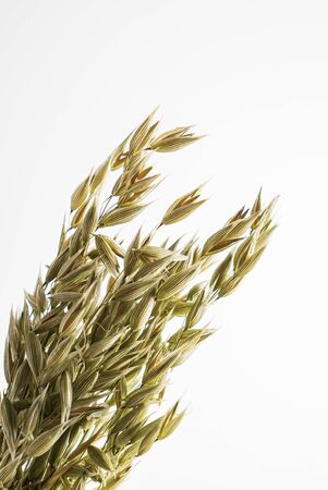 Oat plant isolated on white backgroundの写真素材
