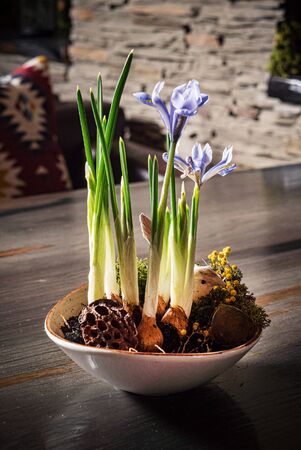 iris flowers in the potの写真素材