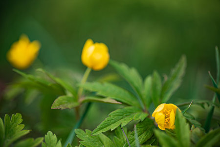 globe-flowers in the garden, macro