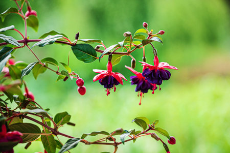fuchsia flowers in the potの写真素材
