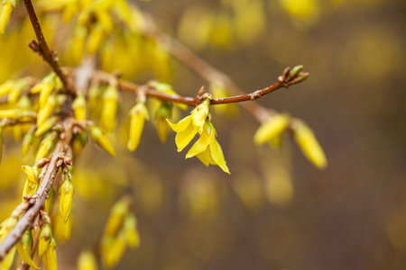 Forsythia with yellow flowers closeup