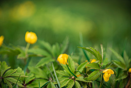 nice globe-flowers in the forest