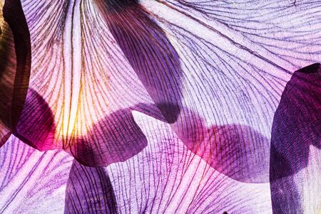 flowers on the white backgroundの写真素材