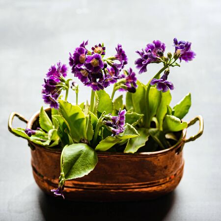 purple primrose in the potの写真素材