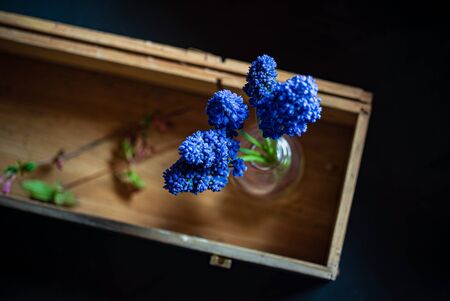 blue muscari in the vaseの写真素材